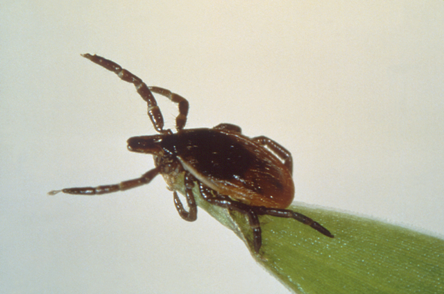 Questing Ixodes scapularis