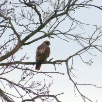 Red Tailed Hawk at Henry Coe State Park