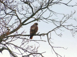Red Tailed Hawk at Henry Coe State Park