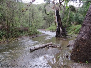 swollen creek