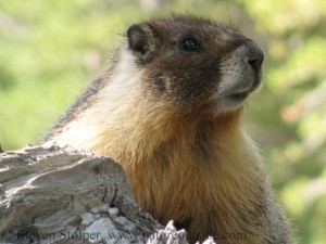 Yellow-bellied Marmot (Marmota flaviventris) in Yosemite National Park