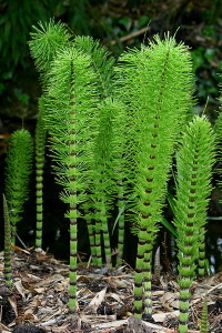 Horsetail plant