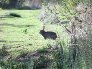 brush rabbit