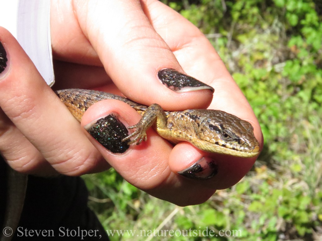 California Alligator Lizard