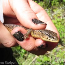 California Alligator Lizard