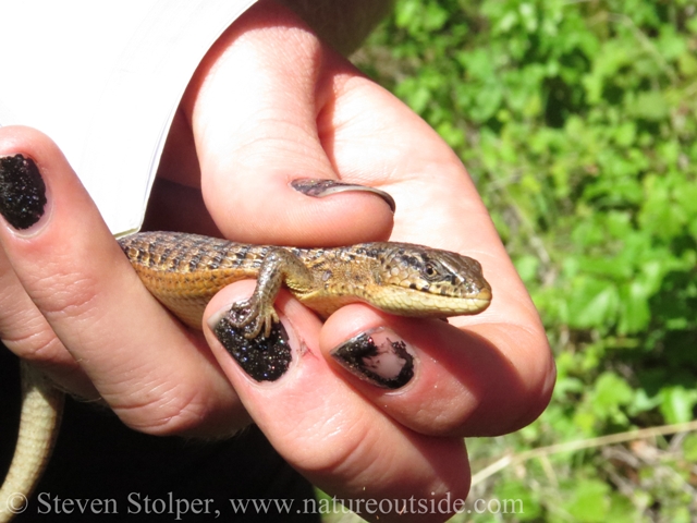 California Alligator Lizard