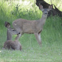 black-tailed deer