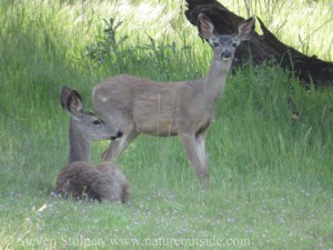 black-tailed deer