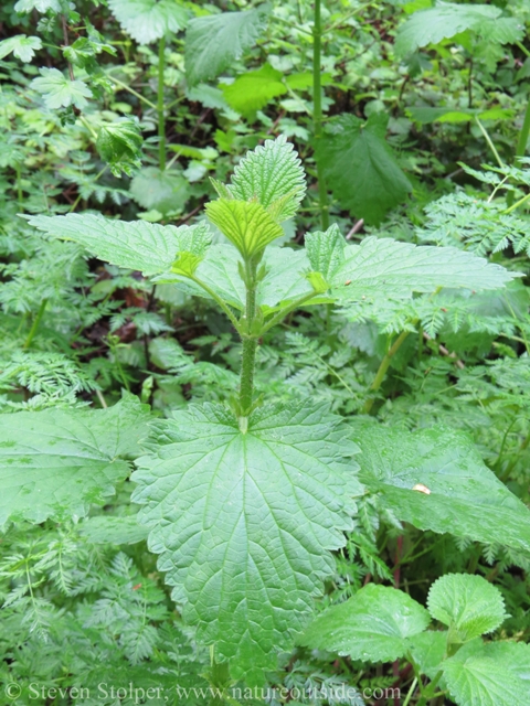 stinging nettle