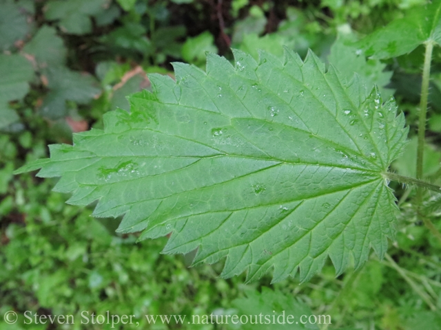 Stinging nettle leaf