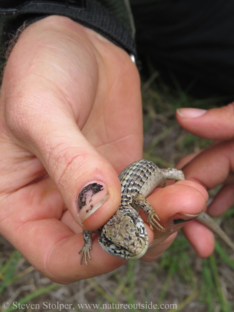 northern california alligator lizard