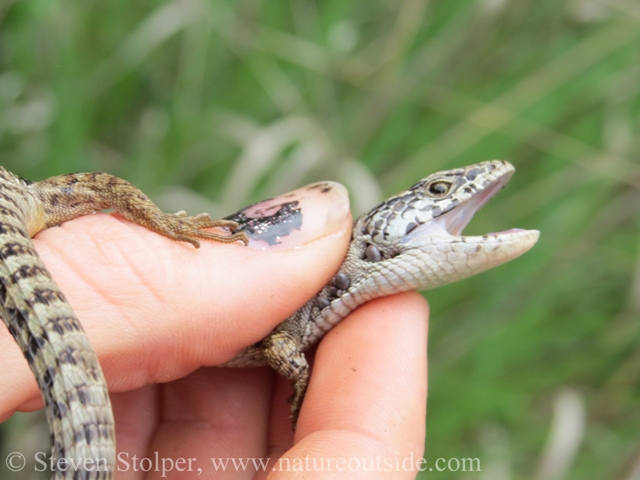 northern california alligator lizard