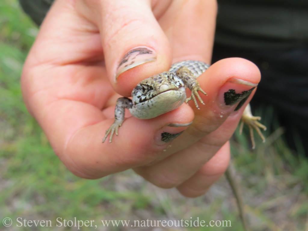 northern california alligator lizard