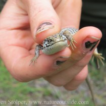 northern california alligator lizard