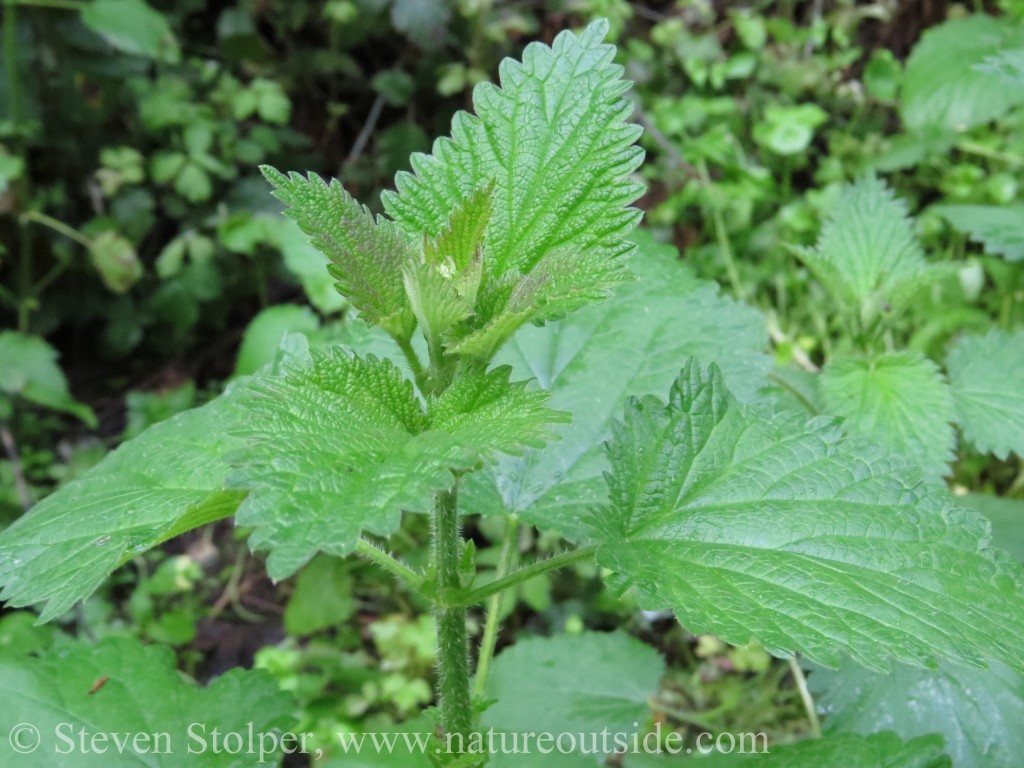 Stinging nettle