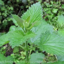 Stinging nettle