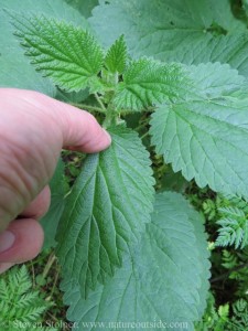 Stinging nettle