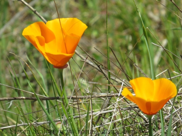 california poppies