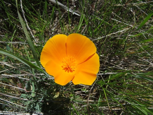 california poppy