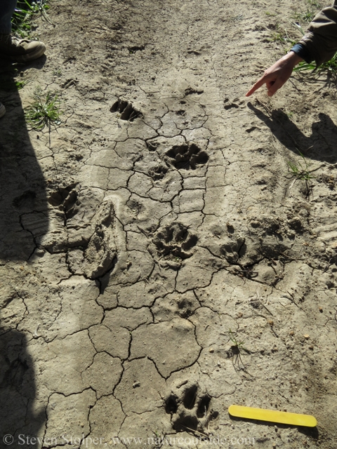 animal tracks