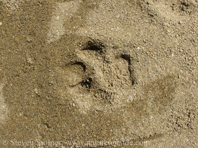 animal track