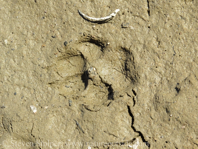 animal track