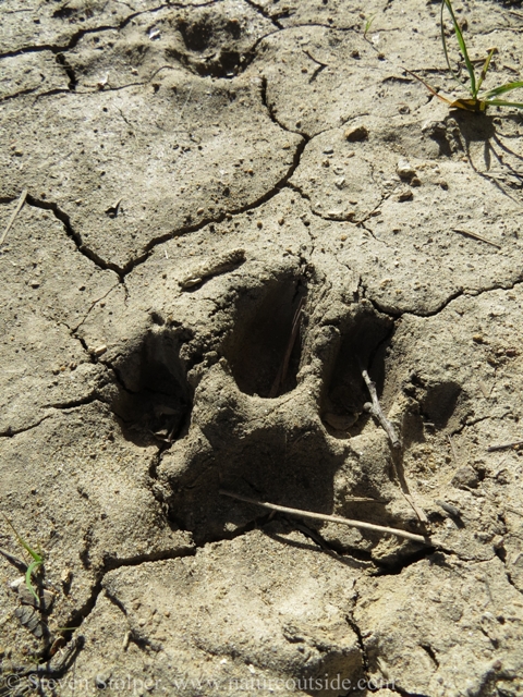 animal track