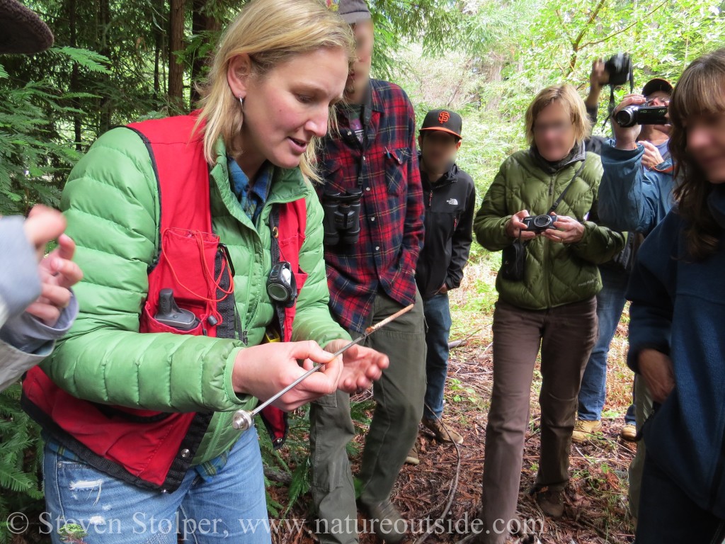 tree coring