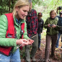 tree coring