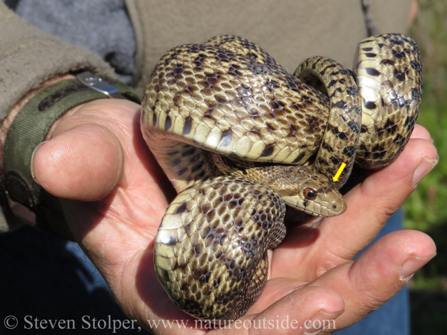 Gopher Snake