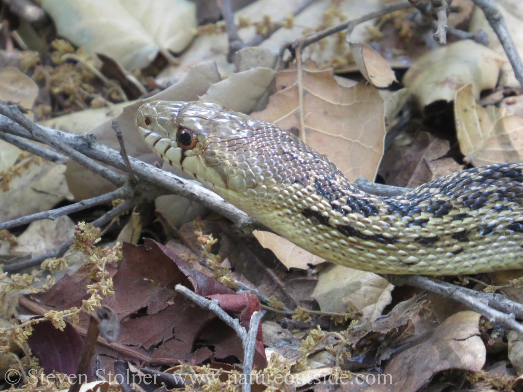 Pacific Gopher Snake