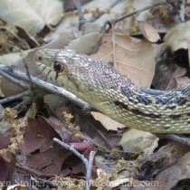 Pacific Gopher Snake