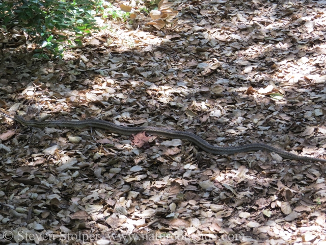 Pacific Gopher Snake