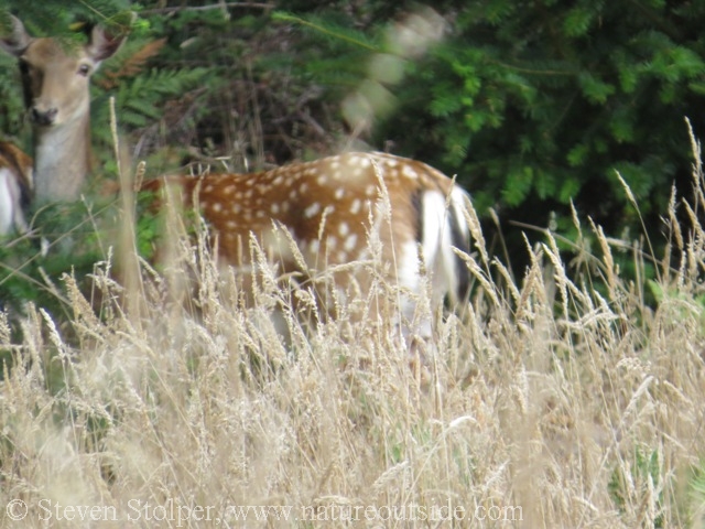 Mule deer fawn