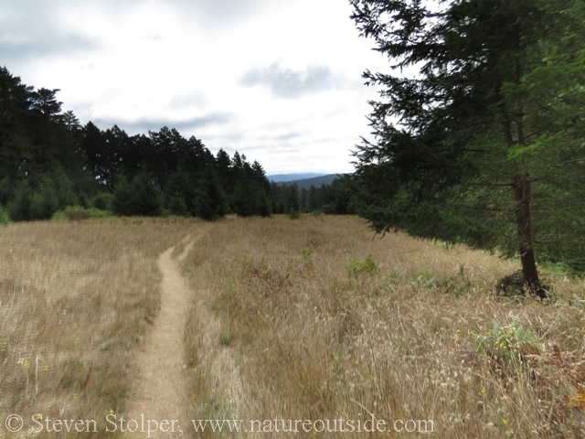 Meadow Trail, Pt. Reyes National Seashore