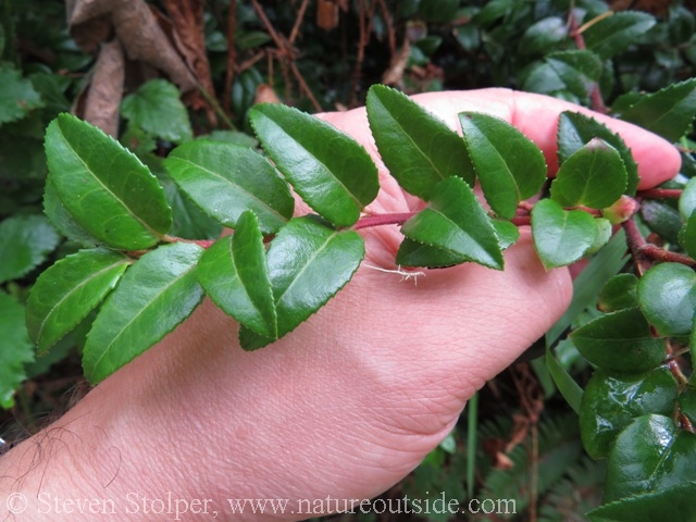 Huckleberry leaves