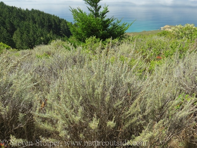 California Sagebrush (Artemisia californica)
