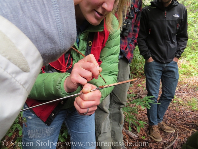 counting growth rings