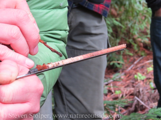 counting growth rings