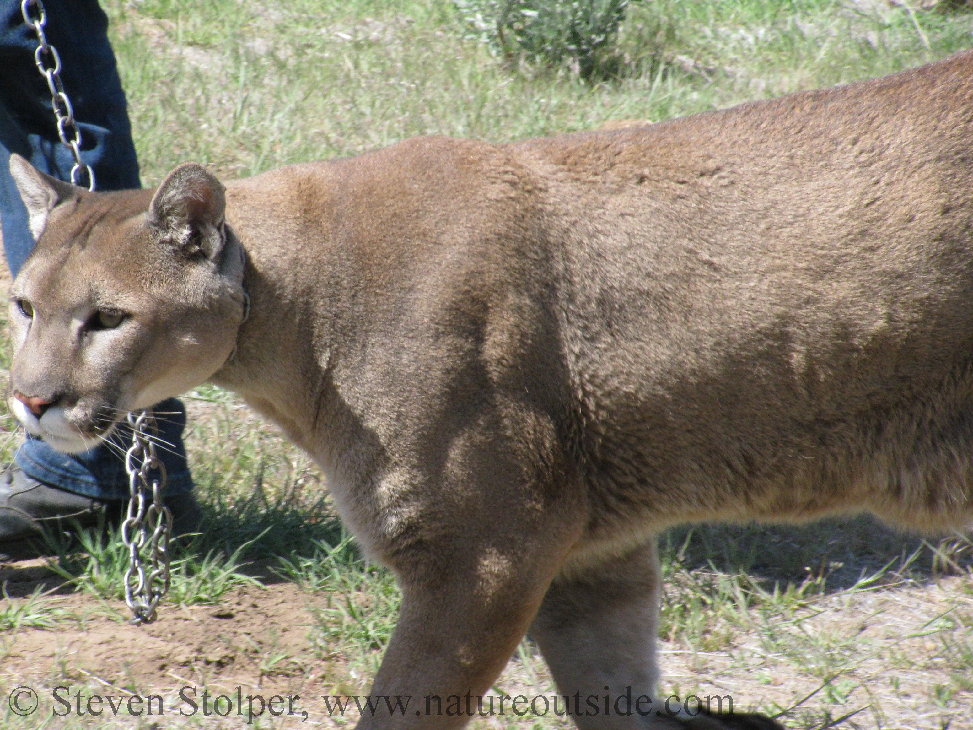 Mountain Lion