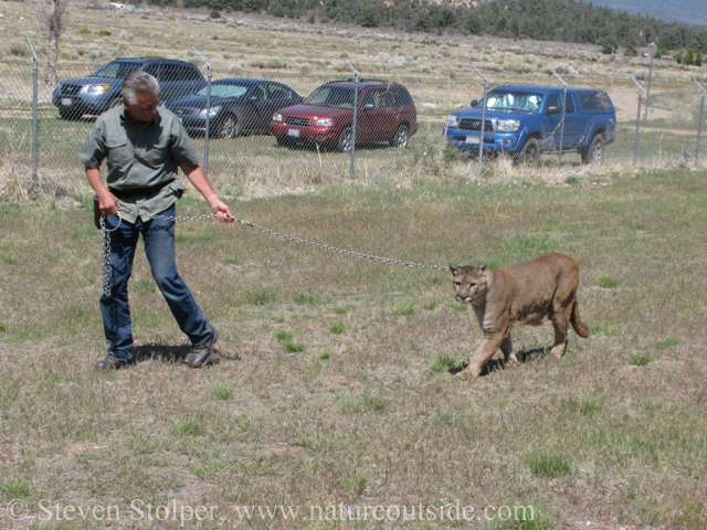 mountain lion