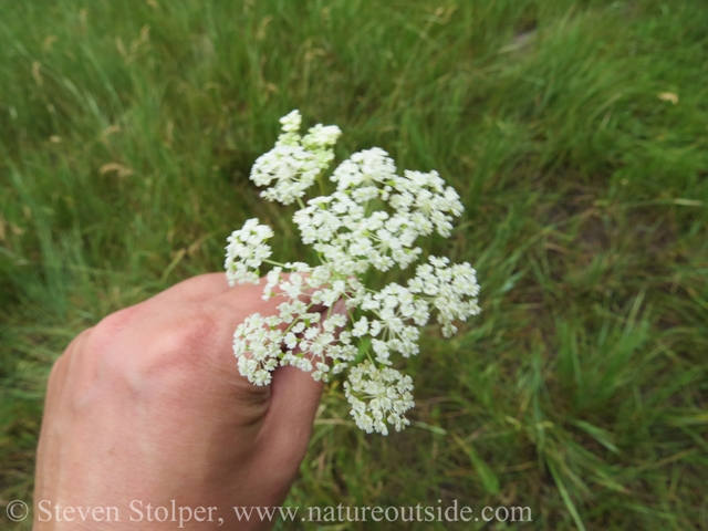 YampahInflorescence