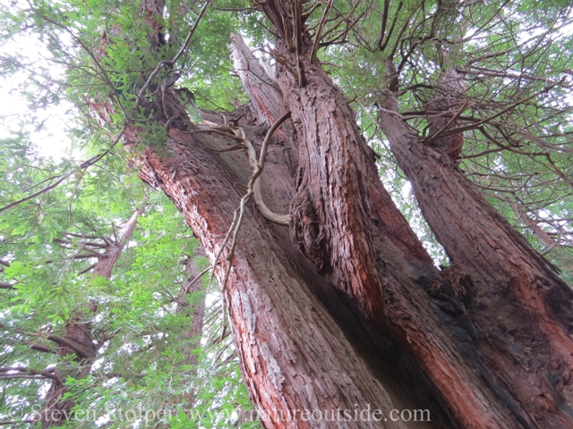 Redwood Tree