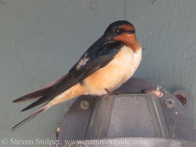 Barn Swallow