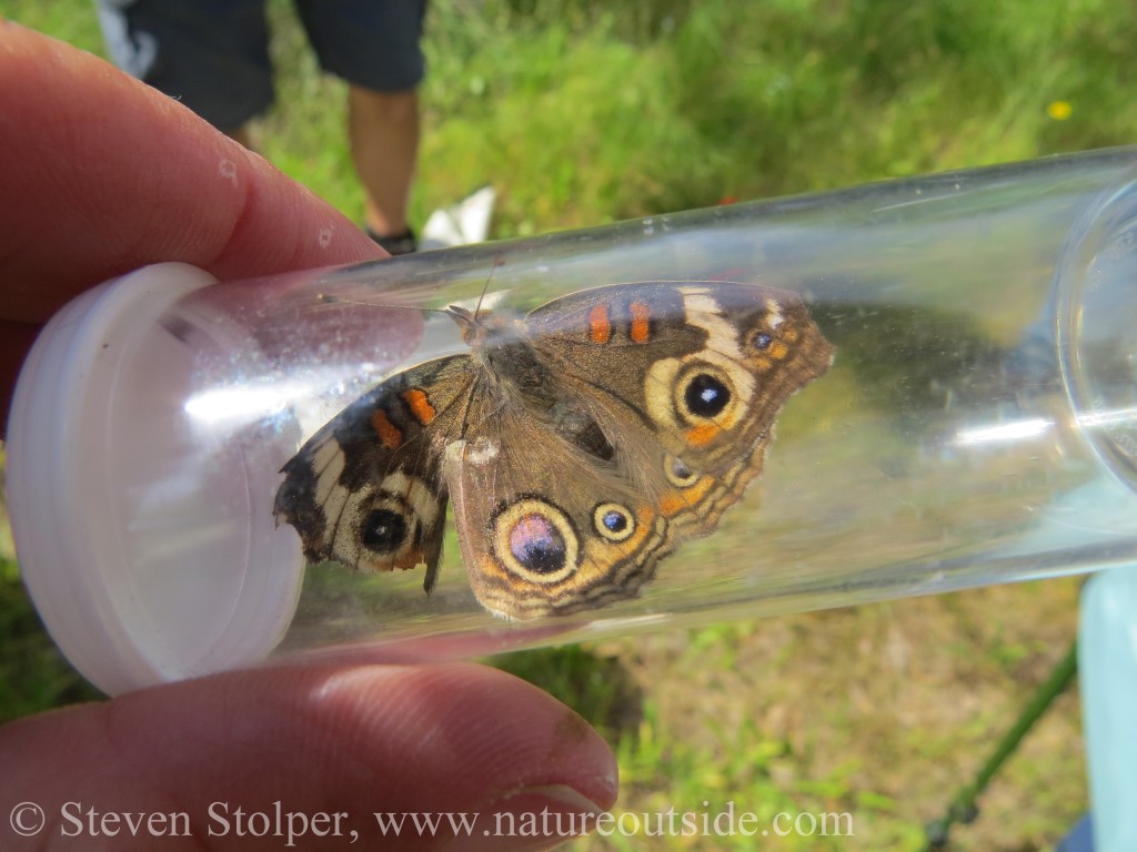 Common buckeye - Junonia coenia