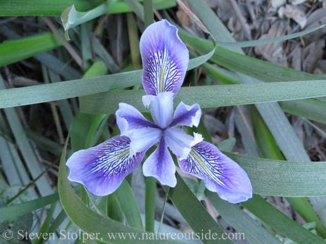 Douglass Iris