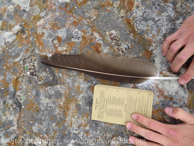 field notes measuring feather