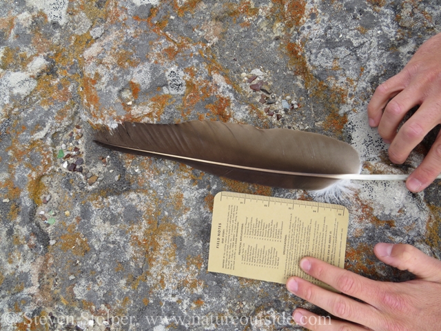 large feather