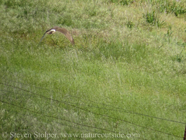 Northern Harrier