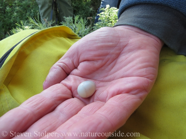 house finch egg